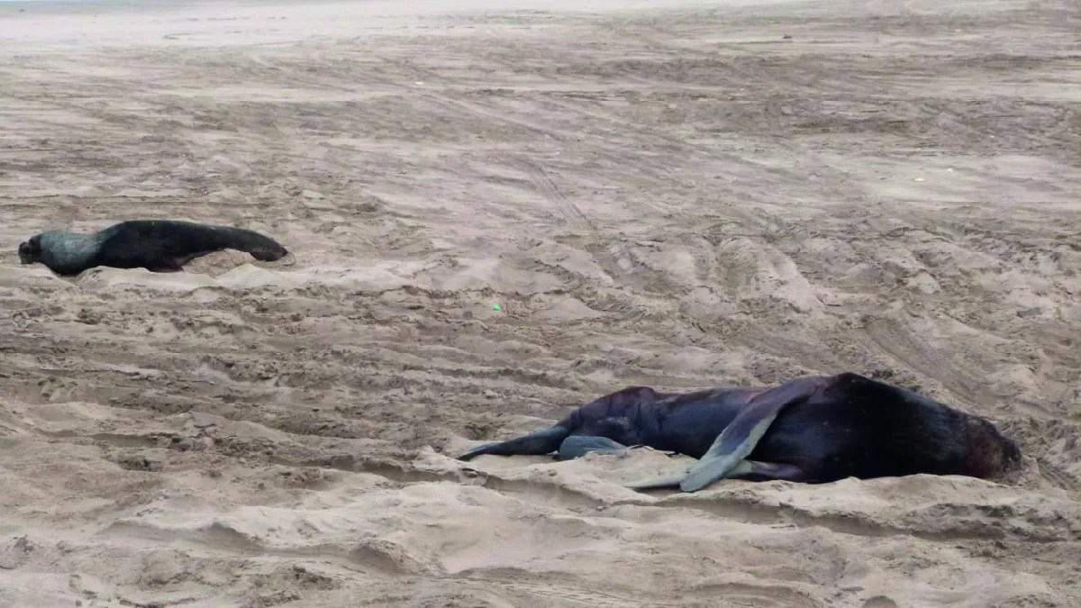 Encontraron a más de 40 lobos marinos muertos en Necochea.