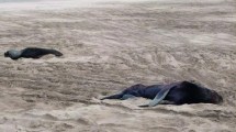 Imagen de Encontraron muertos a más de 40 lobos marinos en Necochea: investigan brote de gripe aviar