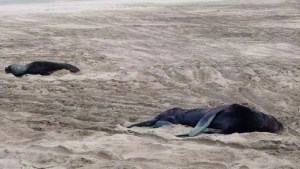 Encontraron muertos a más de 40 lobos marinos en Necochea: investigan brote de gripe aviar