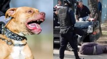 Imagen de Un policía baleó a un pitbull que atacó a cuatro personas en Rosario: «Prioricé la vida»