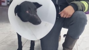 Habló la empresa de la camioneta que arrastró a un perro en Centenario: «No alimenten condenas sociales»