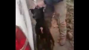 VIDEO: arrastraban a un perro desde una camioneta en Centenario, eran de una empresa