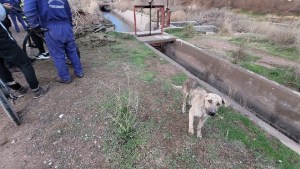 Video: rescataron a seis perros de una pileta abandonada en Centenario y dos estaban muertos