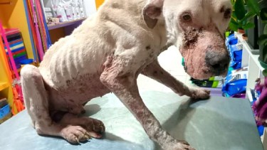 Kito es un dogo que fue encontrado en total abandono. Foto: gentileza. 