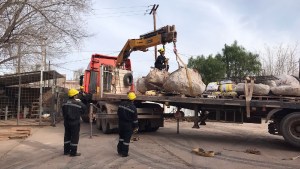 Impactante rescate de un dinosaurio en Vaca Muerta: «Una de las piezas pesa 6 toneladas»