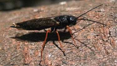 El novedoso mapa con el que Neuquén busca ganarle a una avispa que barre con los pinos