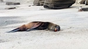 Gripe aviar en lobos: Esperan resultados de animales testeados en playas del sur de Las Grutas
