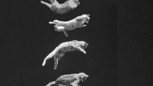 Por qué los gatos siempre caen de pie, según la física