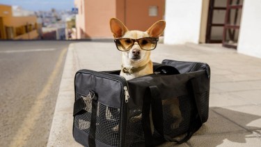Actualmente es muy común viajar con nuestros animales, y por esa razón es clave tener en cuenta algunos consejos.