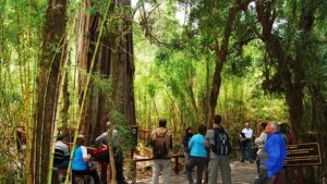 Turismo de bosques: los arboles más famosos que asombran a los turistas en Argentina