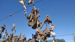 Heladas: un problema cada vez más frecuente en viñedos y parrales de Río Negro y Neuquén