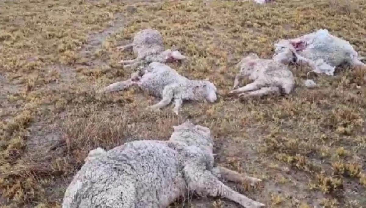 Por los ataques de perros, crianceros mapuches de Pehuenia dejarán de producir chivos y ovejas. Foto archivo

