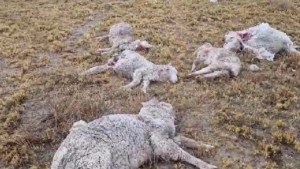 Una jauría de perros salvajes mató a más de 150 ovejas en un campo de Chubut: «Lo mejor de la producción»