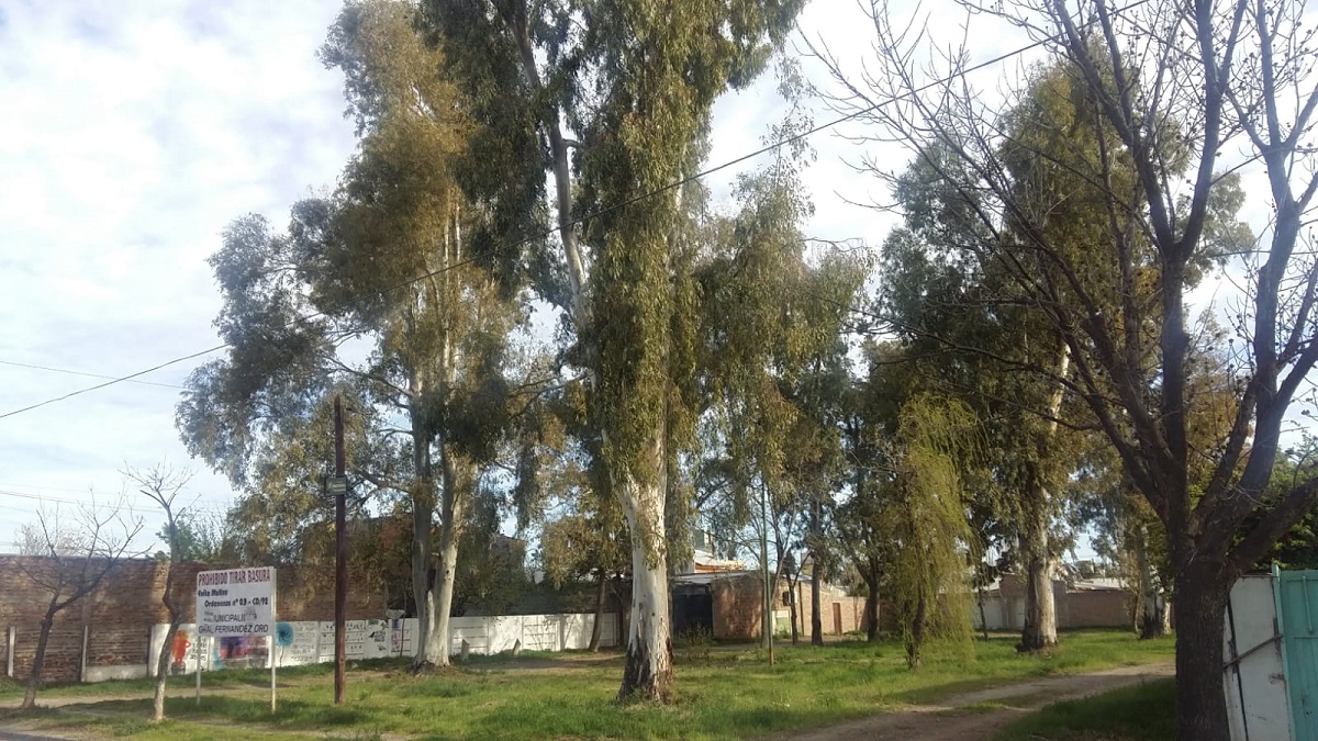 Un fallo judicial estableció la decisión de retirar los árboles en un espacio verde de la ciudad. Foto: Gentileza.