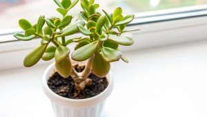 Conocé al árbol de Jade, que atrae buena suerte y dinero, y cómo ubicarlo según el Feng Shui