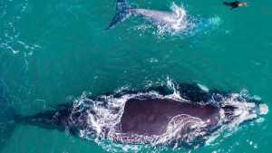 El lobito que se hizo amigo de un ballenato en Las Grutas: la magia de la fauna en Patagonia