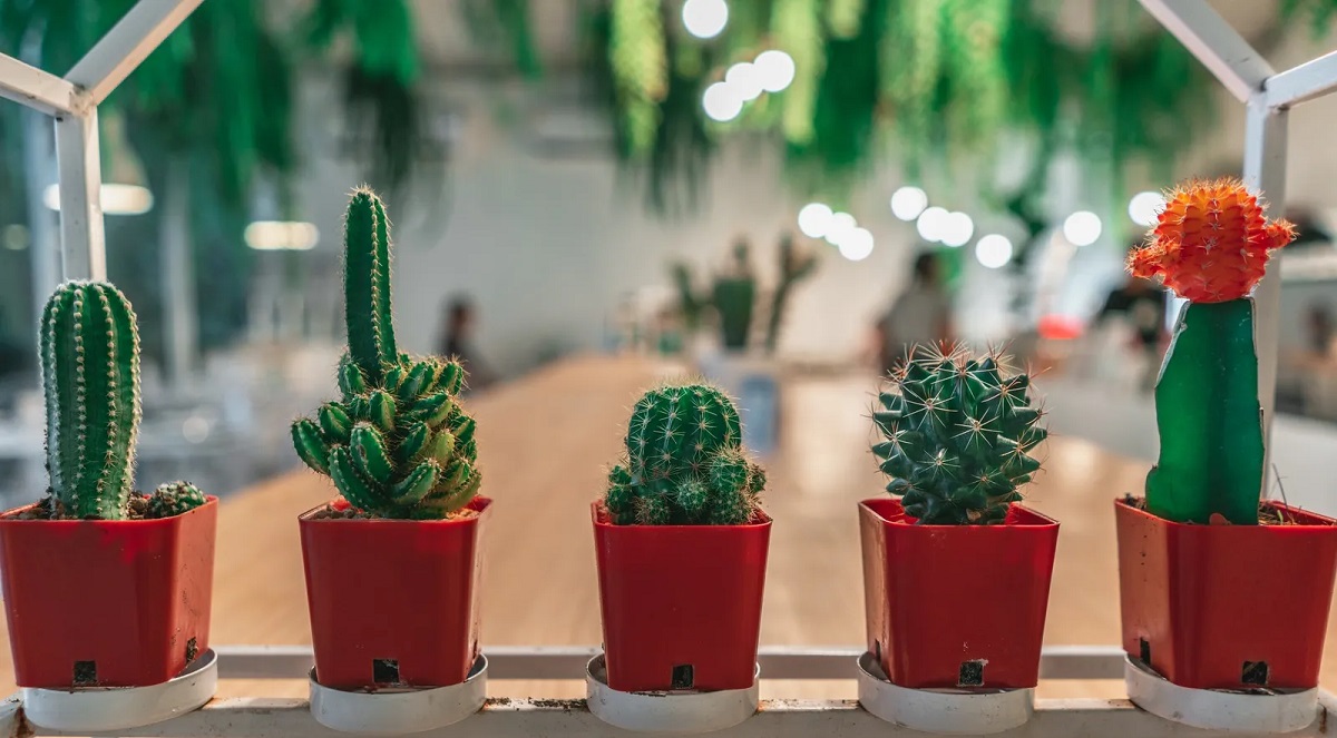 Los cactus son grandes aliados para cuidar el hogar y mejorar el ambiente.-