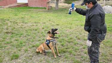 Los canes de Cipolletti buscan rastros de personas. Foto: Florencia Salto