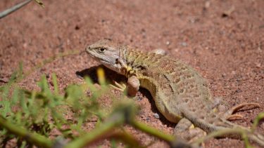 Liolaemus kulinko, así fue bautizada la nueva especie de lagartija encontrada en Vaca Muerta. Foto Ignacio Hernández