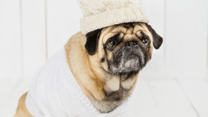 ¿Por qué tratamos a las mascotas como hijos?