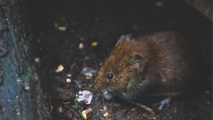 Las ratas invaden Nueva York y se ofrecen “tours” para conocer a los roedores
