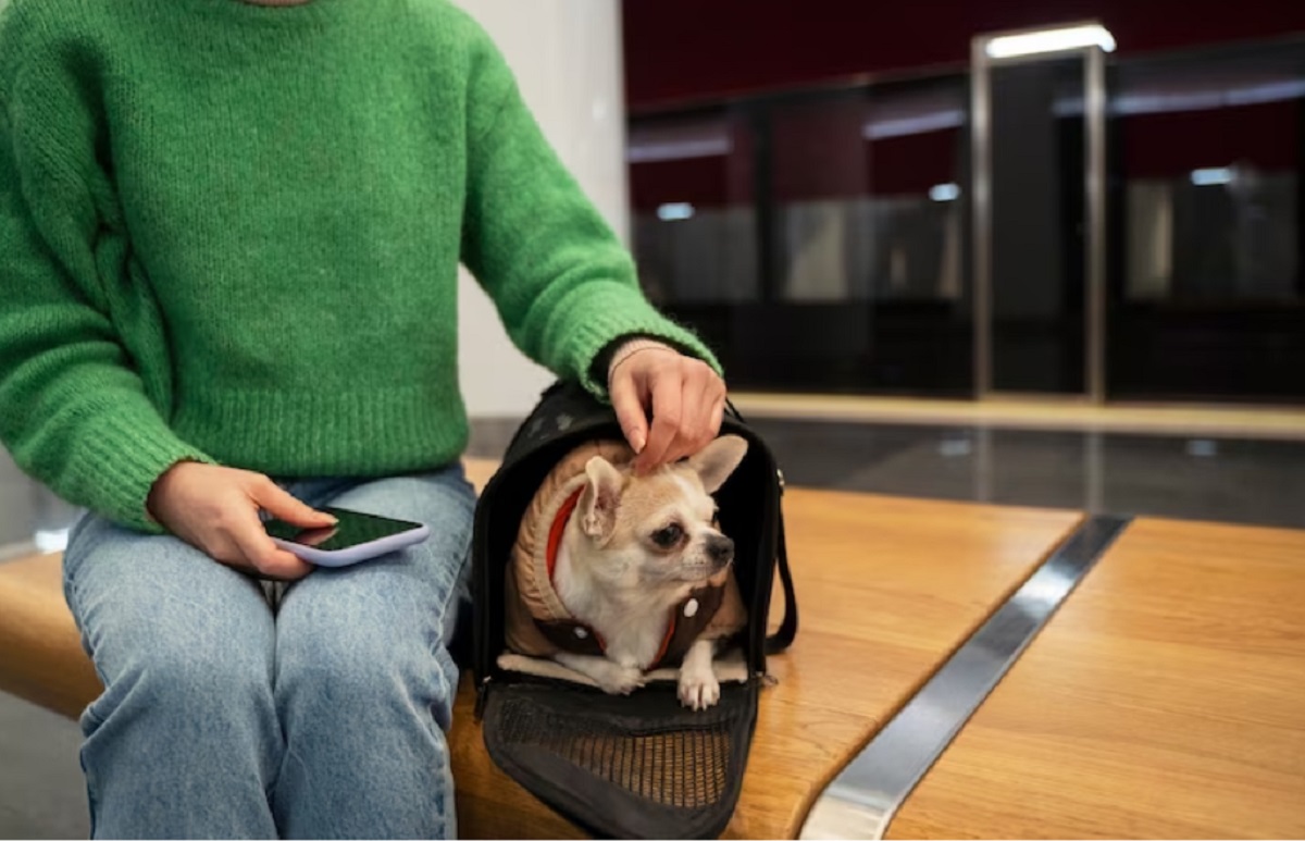 Diez cosas a tener en cuenta antes de viajar en avión con tu mascota. Crédito: Imagen de Freepik
