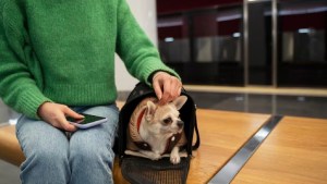 Diez cosas a tener en cuenta antes de viajar en avión con tu mascota