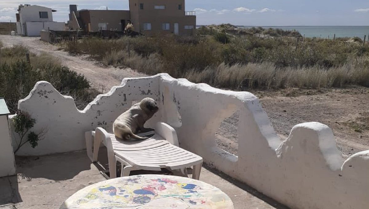Encontraron a un lobo marino en el balcón de su casa en Las Grutas.