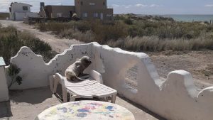 Miraban las cámaras de su casa en Las Grutas y se encontraron a este lobito marino en la reposera