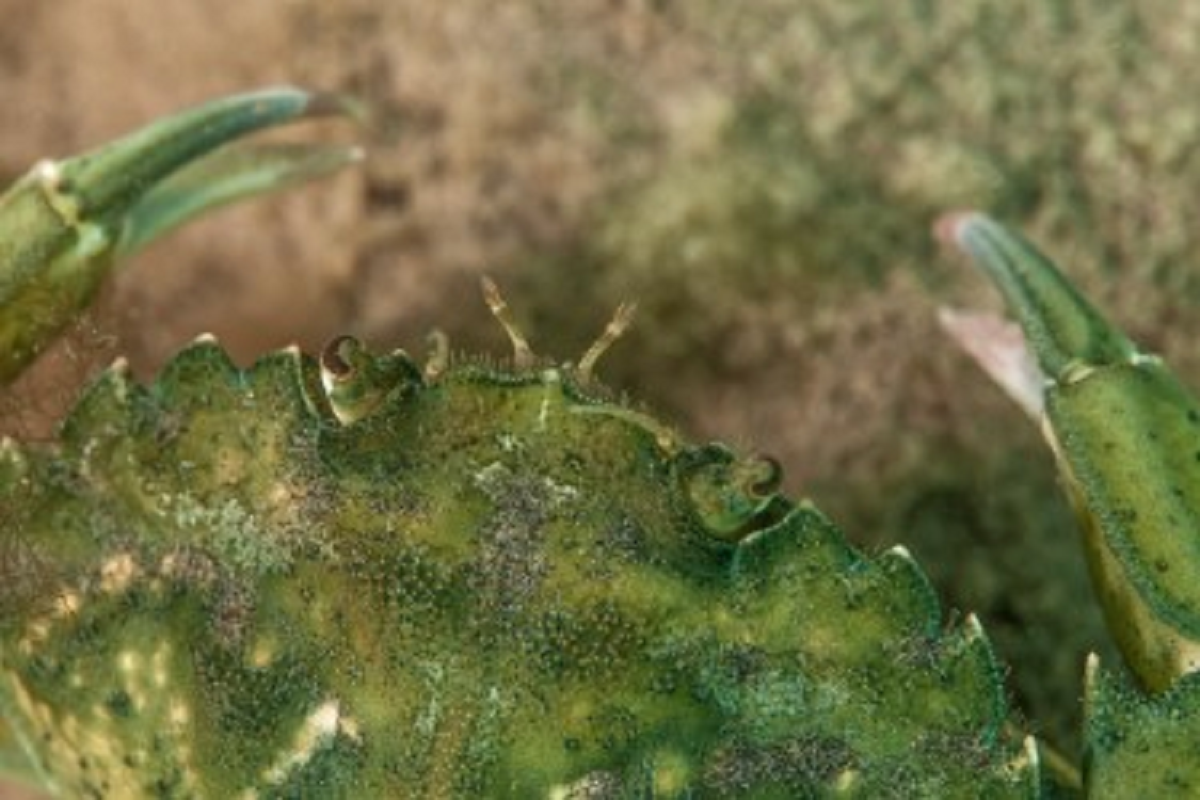 El cangrejo Verde fue introducido en las costas de Chubut en 2000
Crédito: Nicolás Battini (IBIOMAR-CONICET) 