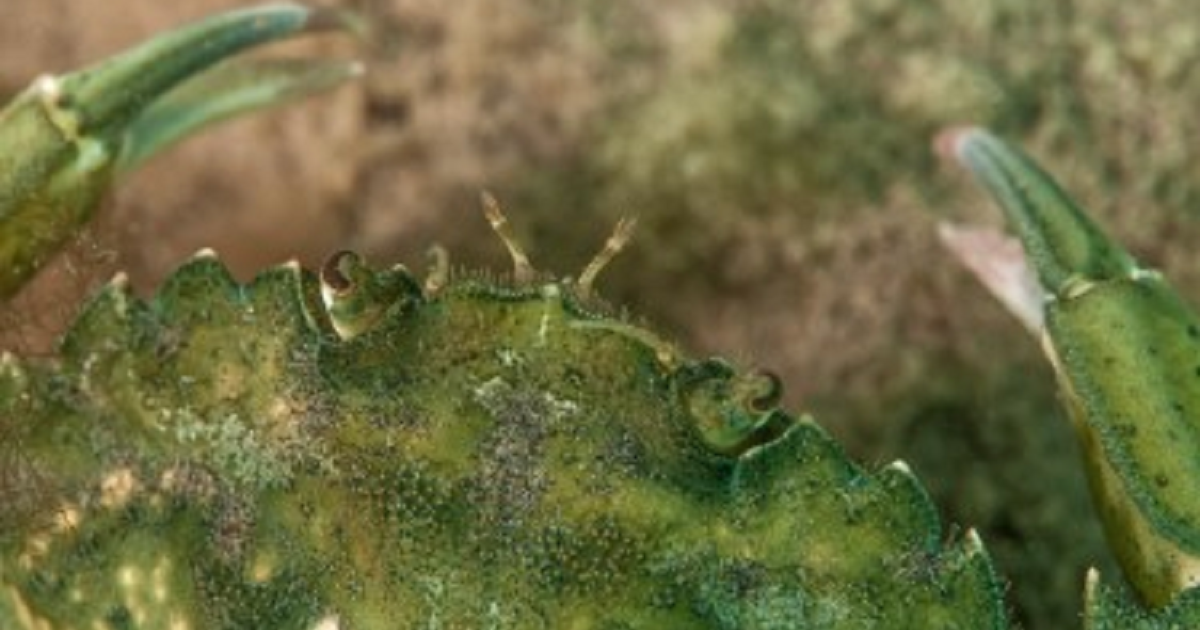 Pourquoi la propagation d’un crabe vert vorace est inquiétante