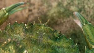 Por qué preocupa la expansión de un voraz cangrejo verde 