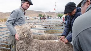 Día del Productor Lanero: la ganadería sostenible para repensar el sector en la Patagonia