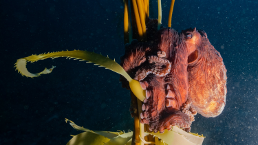 En las costas patagónicas, la macroalga "cachiyuyo" forma bosques sumergidos de hasta 40 metros de largo