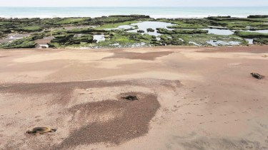 Continúa el reporte de muertes de lobos marinos a lo largo de la costa Atlántica del país. Foto: Juan Macri.