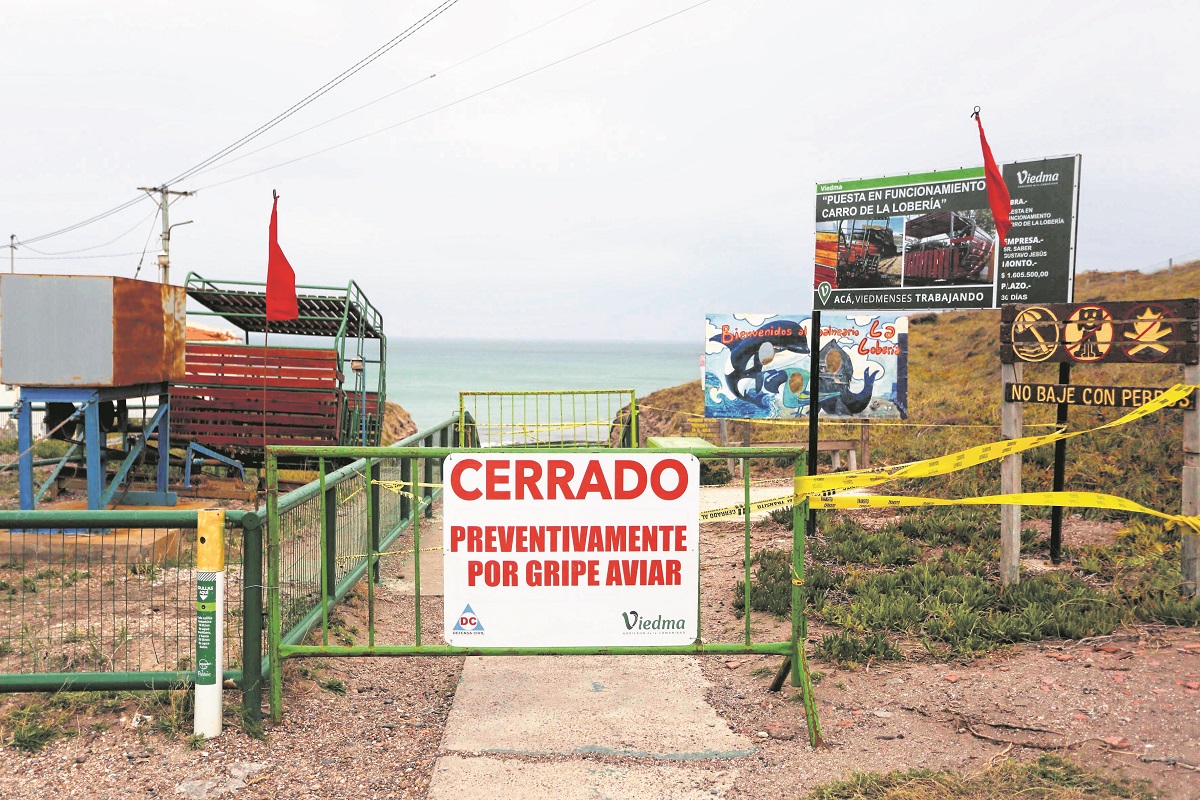La Lobería podría reabrir si se confirma el cese de muertes de lobos marinos por gripe aviar . Foto: Juan Macri.
