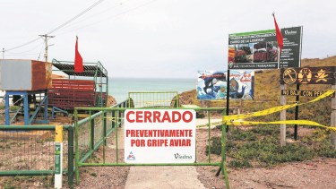 Gripe aviar en lobos marinos: ¿Cuándo abrirá el balneario La Lobería del Camino de la Costa?