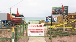 Gripe aviar en lobos marinos: ¿Cuándo abrirá el balneario La Lobería del Camino de la Costa?