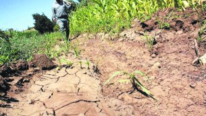 Nuevos desafíos en la agricultura frente al fenómeno de El Niño