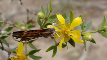 Plantas nativas: buscan incorporarlas en los espacios verdes urbanos de Viedma