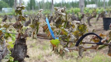 Problema: la peligrosidad de las heladas primaverales o tardías se incrementa con el avance del desarrollo fenológico.