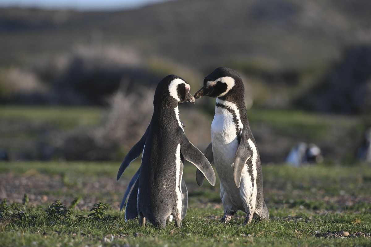 Pingüinos en Río Negro: solicitan a los turistas tener precaución en las playas de Bahía San Antonio