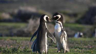 Pingüinos en Río Negro: solicitan a los turistas tener precaución en las playas de Bahía San Antonio