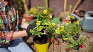 Las petunias florecen en primavera y verano, hasta el otoño.-