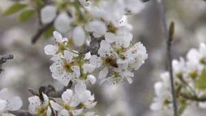 Primavera en el Alto Valle: estalla la floración y el INTA invita a una salida fotográfica  