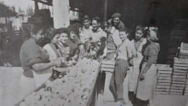 Como era un trabajo delicado, manual, casi todo el personal del secadero era femenino.  Foto: Gentileza Nélida "Piky" Tolosa. 