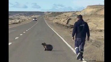 El animal apareció en medio de la Ruta 3, en Comodoro Rivadavia. Foto: Captura. 