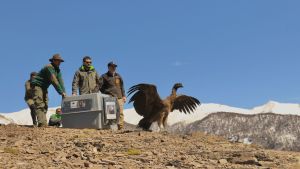 Liberaron al cóndor que fue rescatado en el lago Traful meses atrás