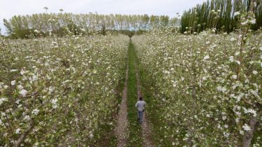 La floración de los frutales genera mucha expectativa a pesar del contexto climático y económico. Foto Alejandro Carnevale