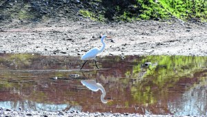 Parques agrestes: dejar de darle la espalda al río
